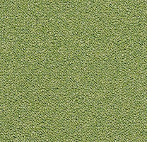 Ковровая плитка Tessera Chroma 3617 Botanical фото 1 | FLOORDEALER